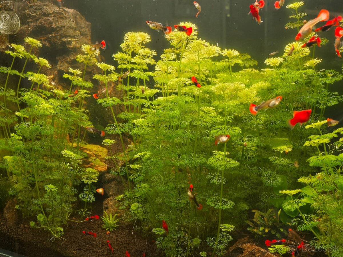 Limnophila sesiliflora