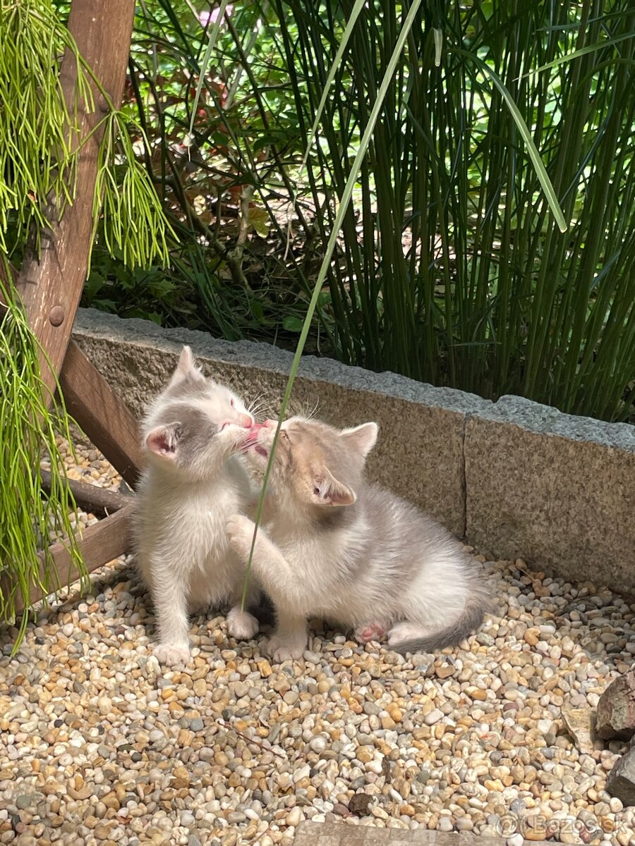 Darujeme mačiatka❤️