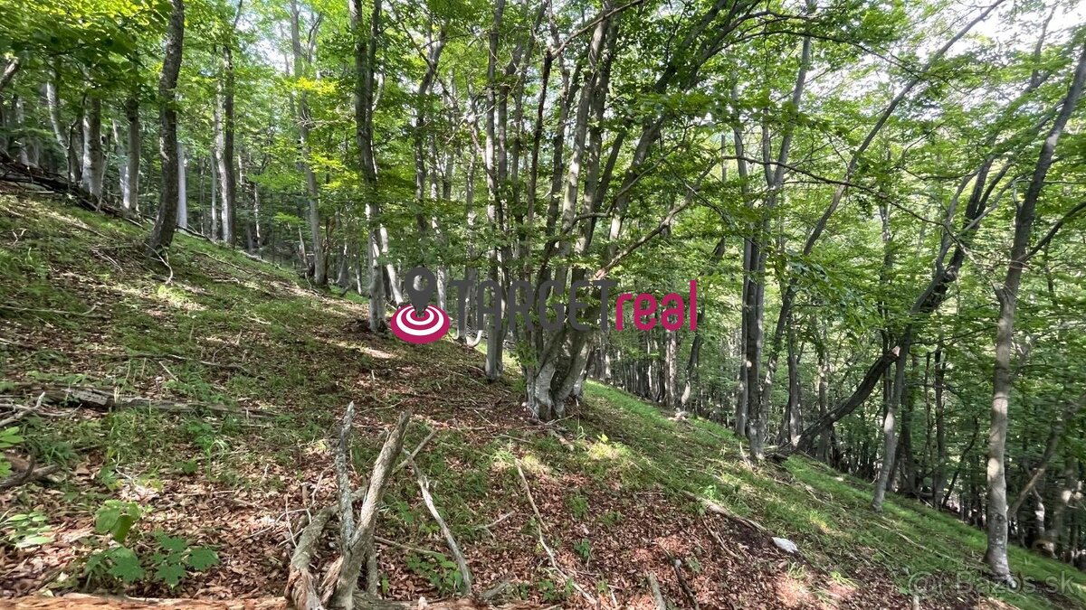 Na predaj, Lesný pozemok, 75% buk, Rakša, TARGETreal