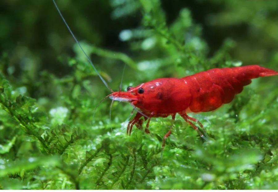 Predám krevety neocaridina