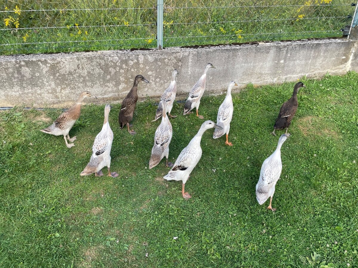 Mladata indicky bežec