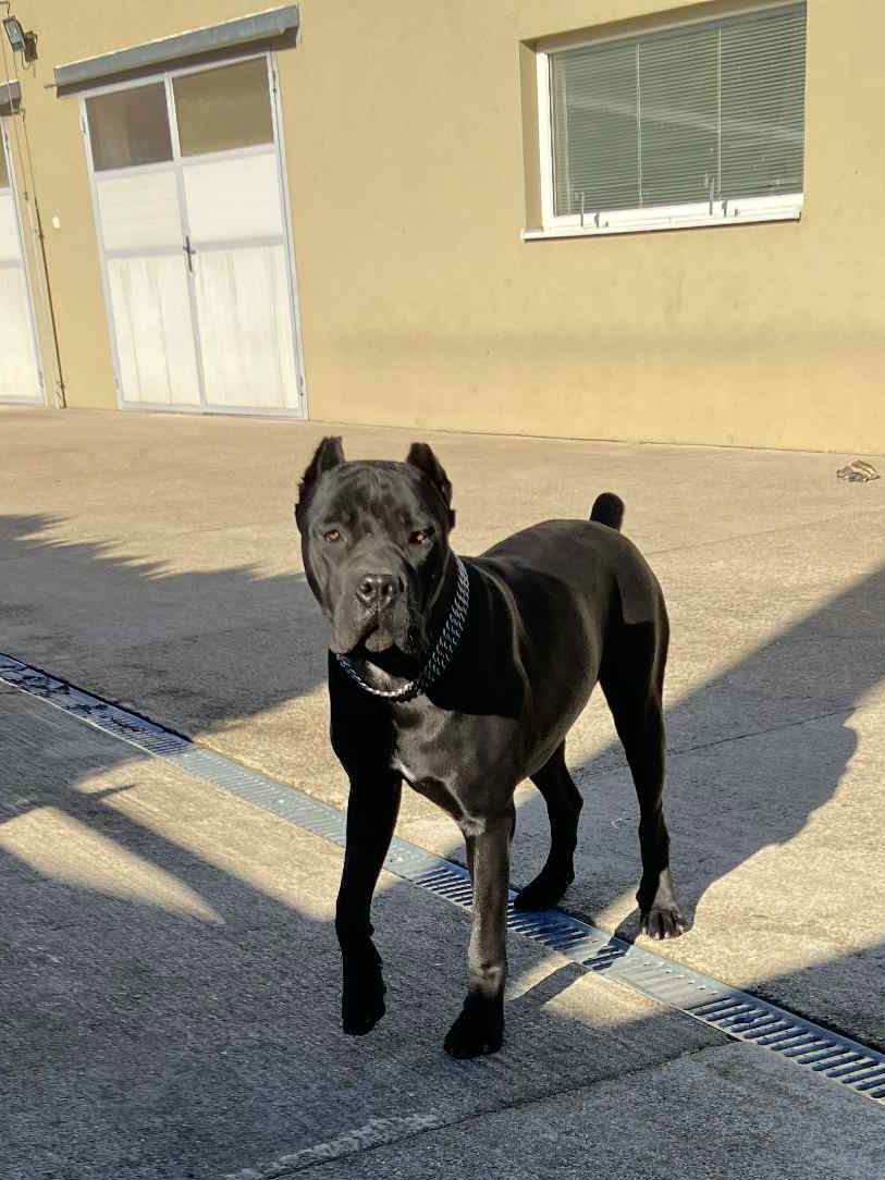 predám sučku Cane corso