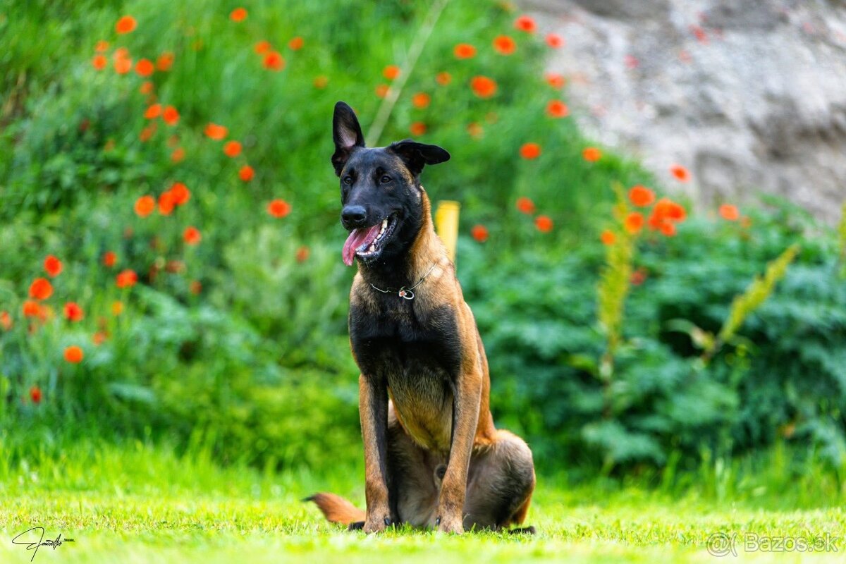 Belgický ovčiak malinois