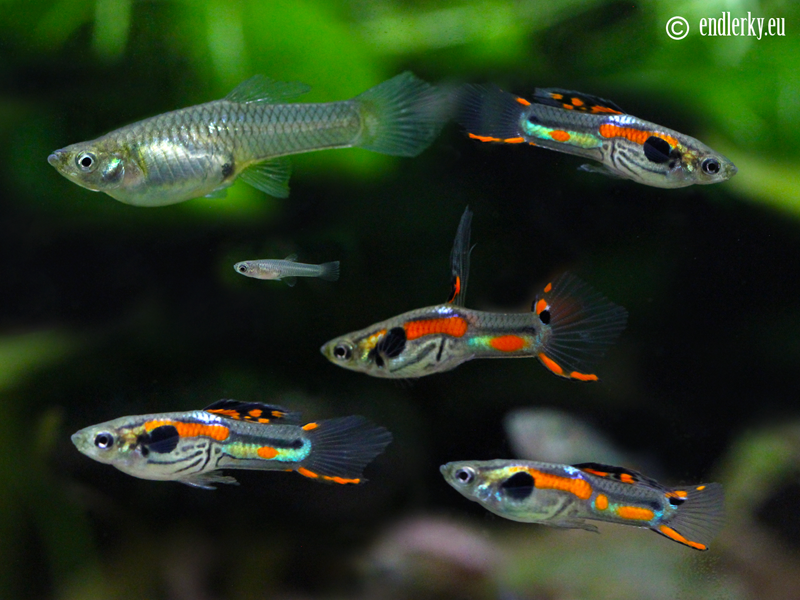 Predám Endlerky - rôzne farby