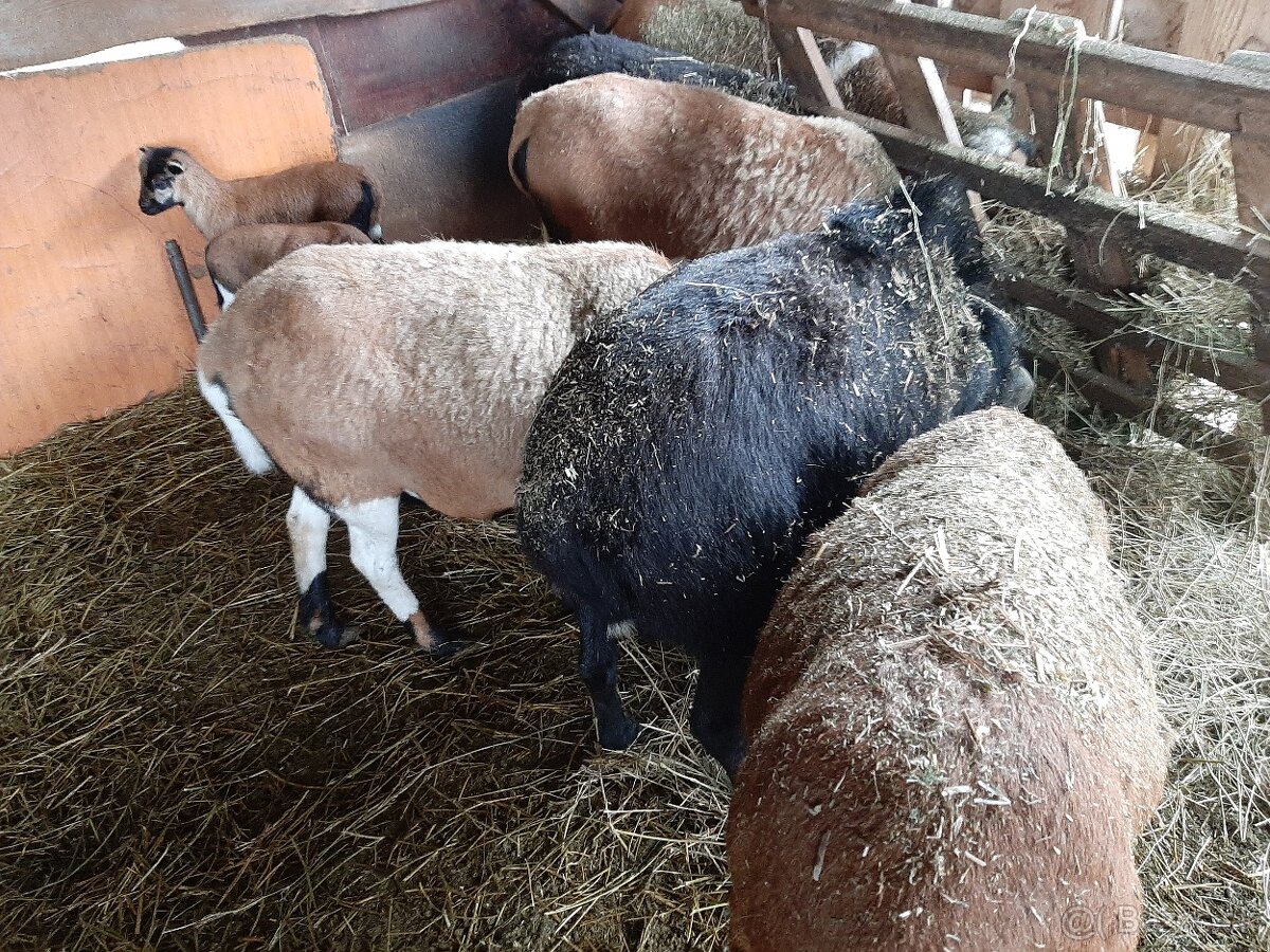 Predám kamerúnske ovce