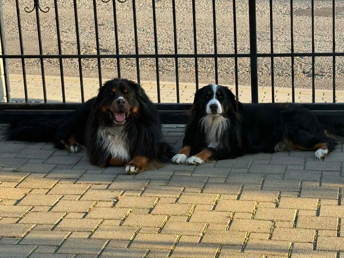 Bernsky salašnicky pes šteniatka