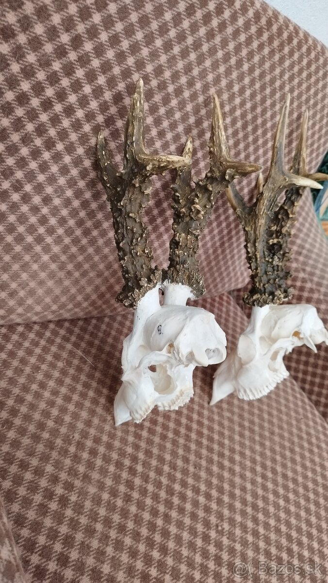 Ponúkame na predaj odliatky zlatých srncou Parožie zhody tr