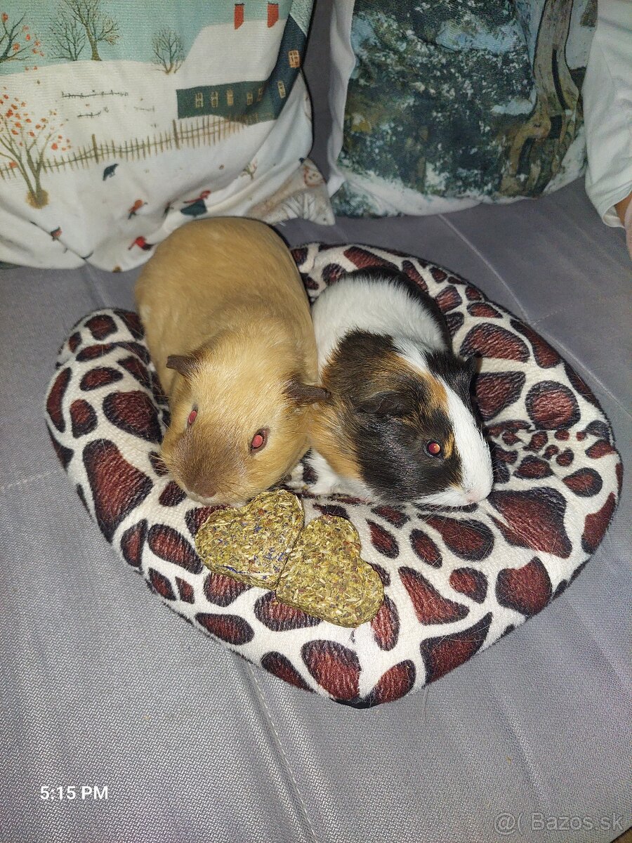 Predá 2 morské prasiatka plus klietka, seno, pliny ,krmivo