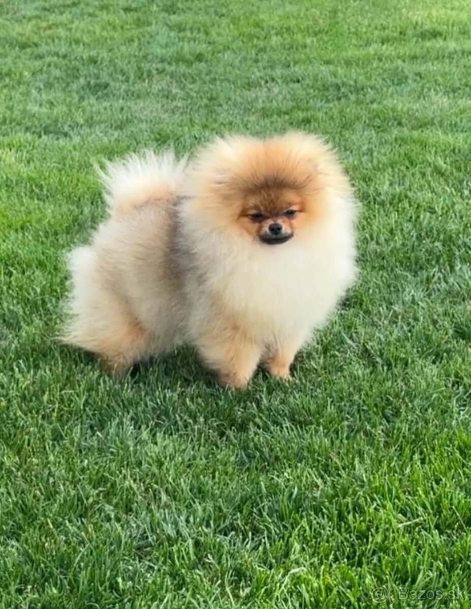 Pomeranian