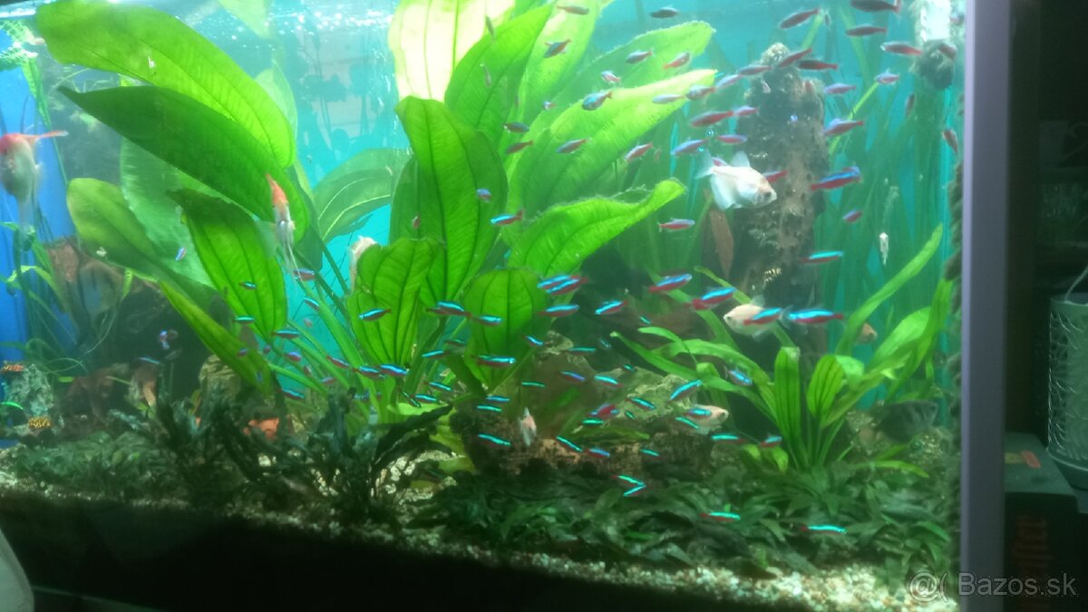 Echinodorus a Vallisneria