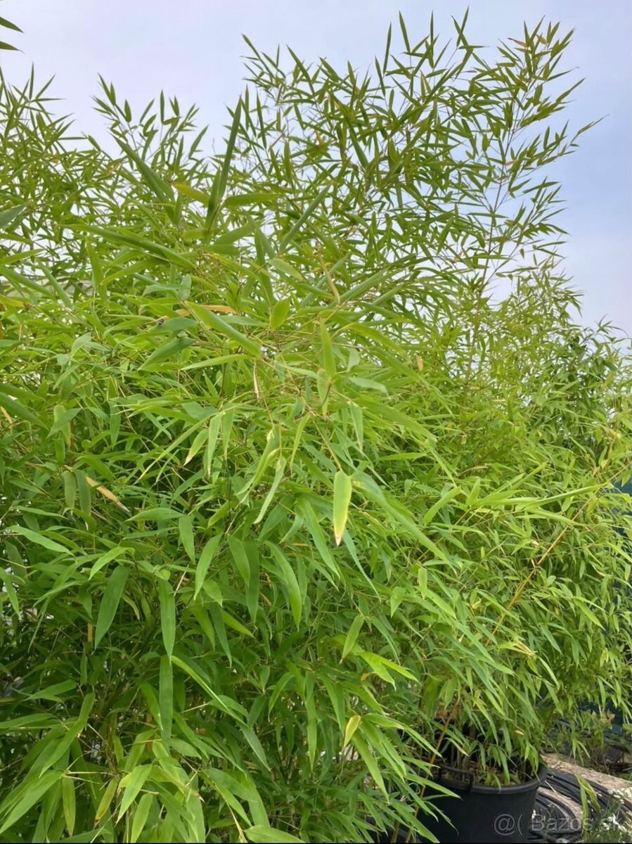 Bambus Phyllostachys–Rýchlorastúci živý plot / zelená stena