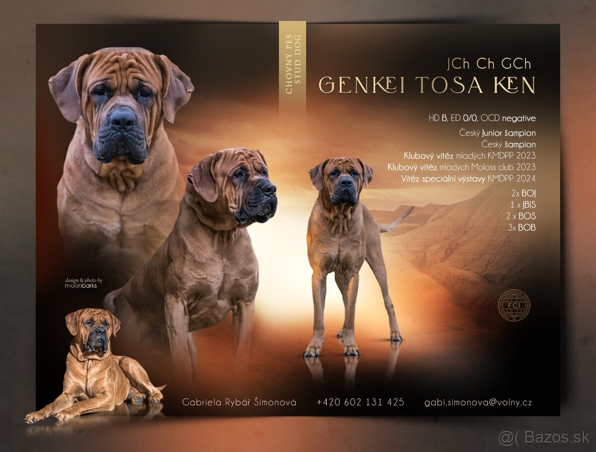 Tosa inu - krycí pes