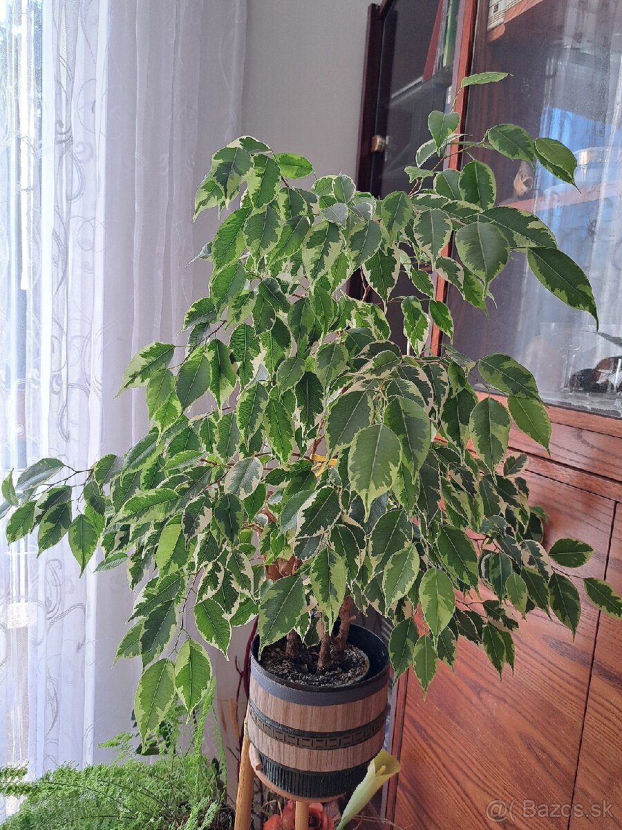 Ficus Benjamina a iné