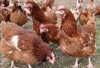 Ponúkam na predaj Mladé Sliepky nosnice