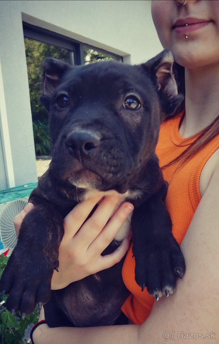 American Bully XL, šteniatko 9 týždňov / psík