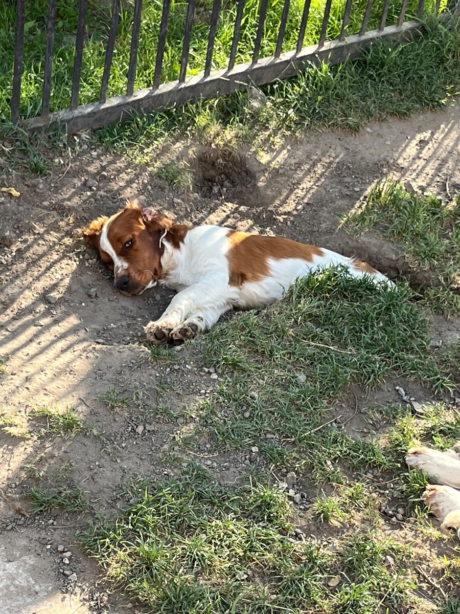 Welsh springer spaniel šteniatko