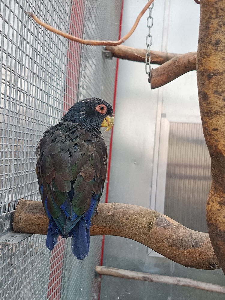 Amazónik bronzovokrídly