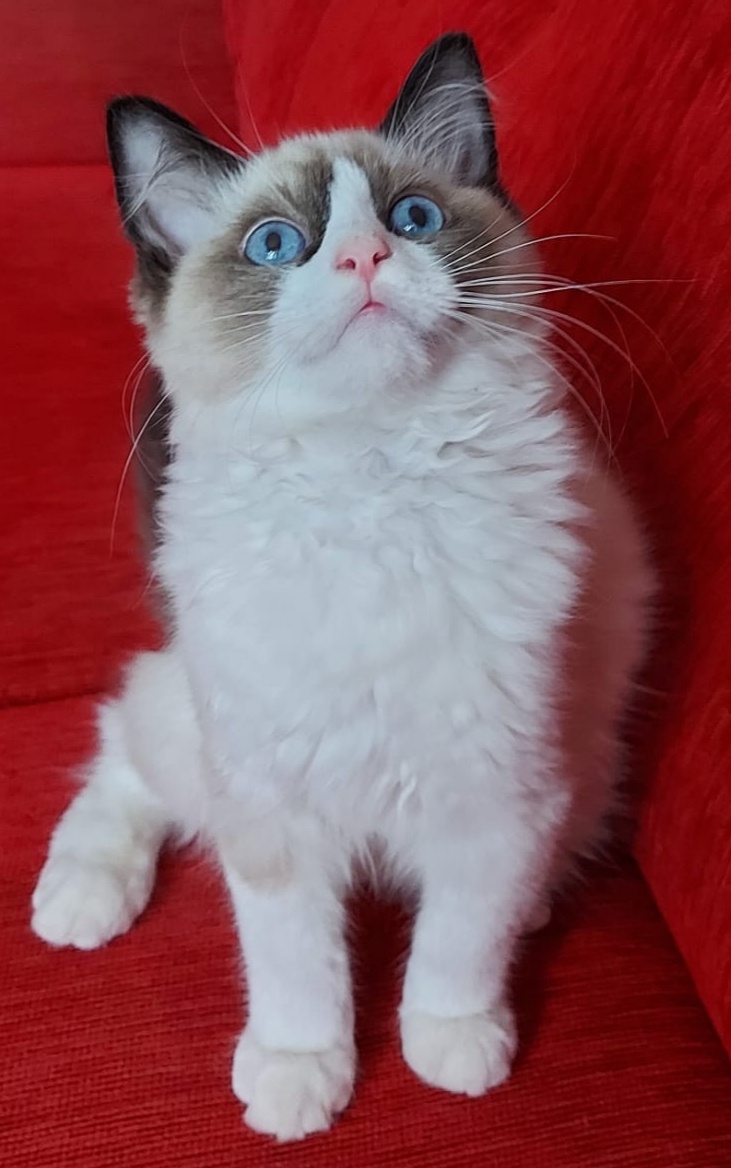 Ponukam macicku ragdoll