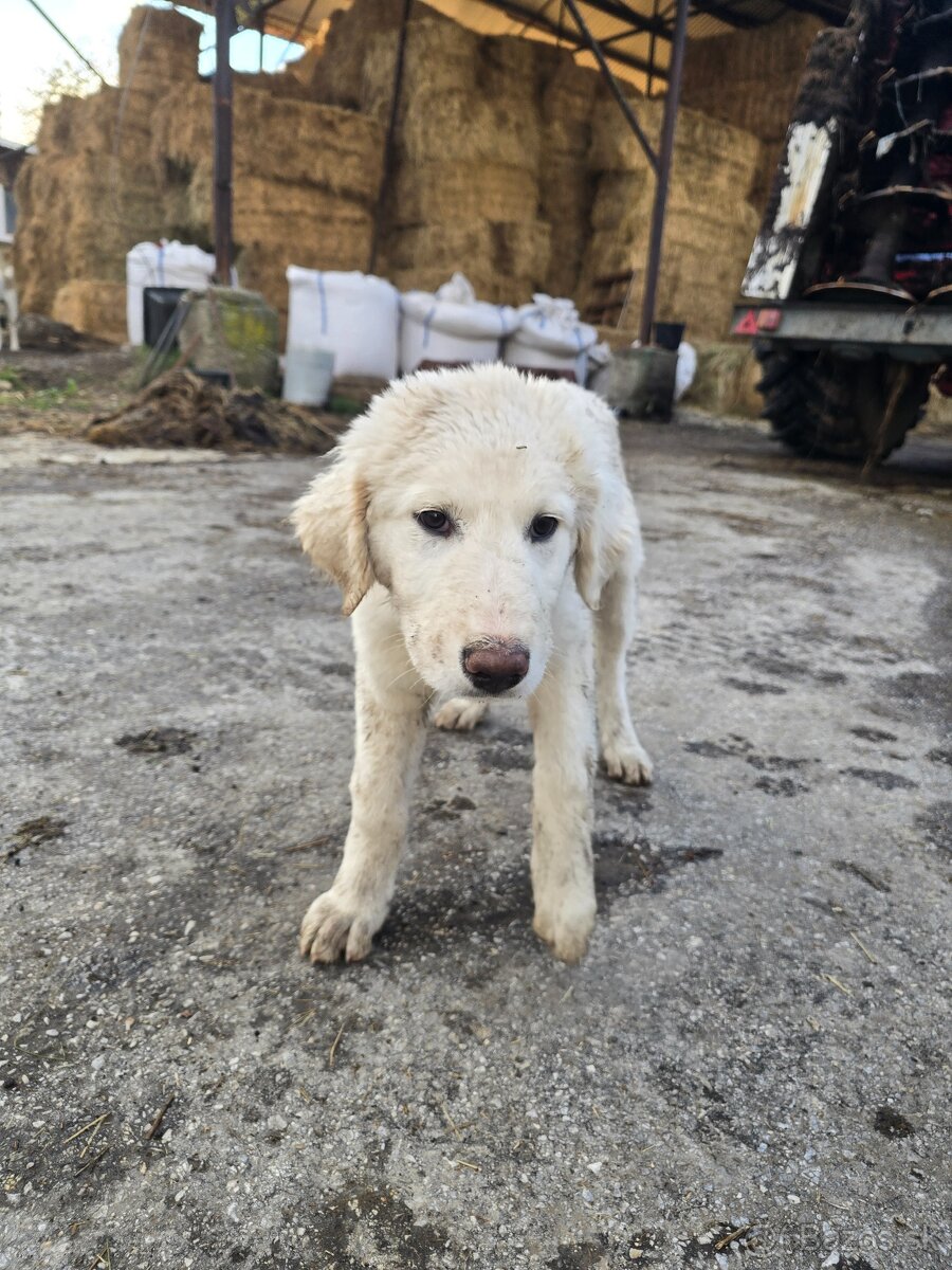 SAO stredoazijsky ovciarsky pes