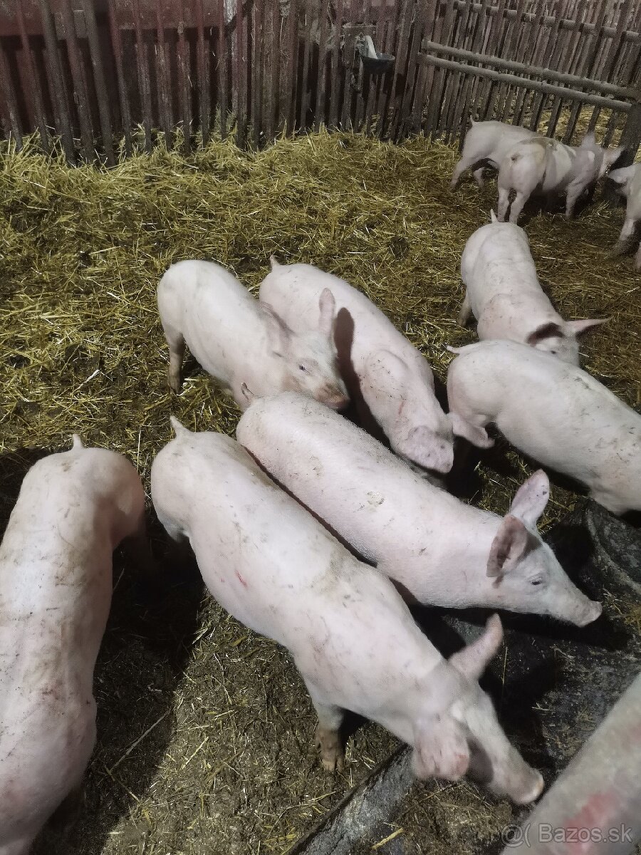 Predám odstavčata cca 25kg