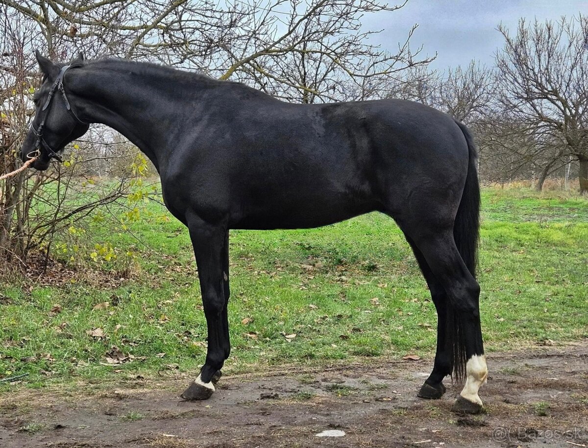 Thats Tate VH Trichelhof