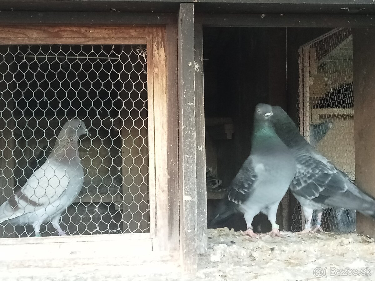 HOLUBY - Košický vysokolleúň.