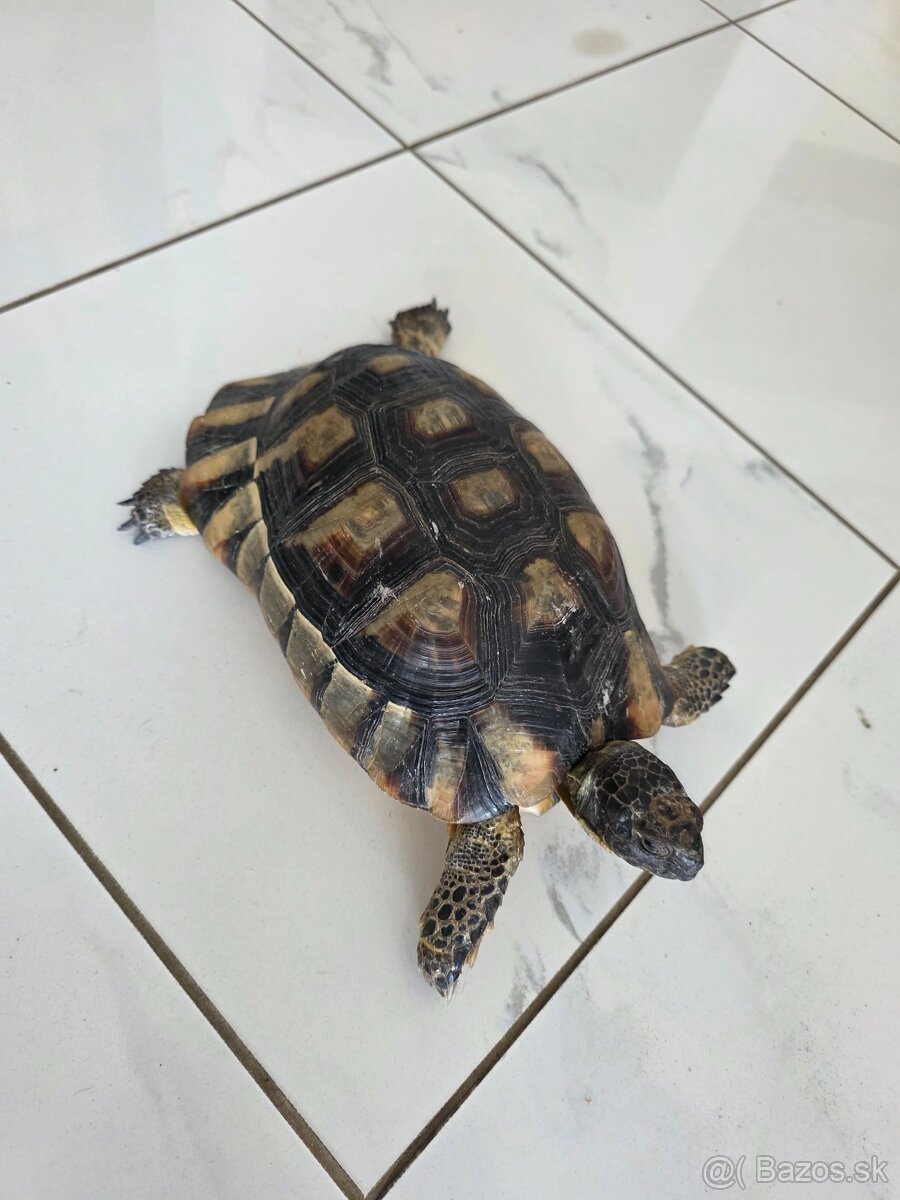 Korytnačka Testudo Marginata