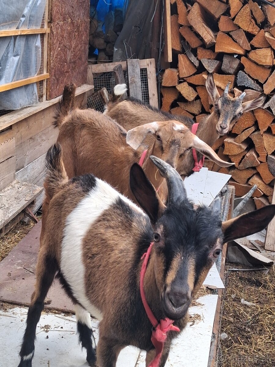 Kozicky capko