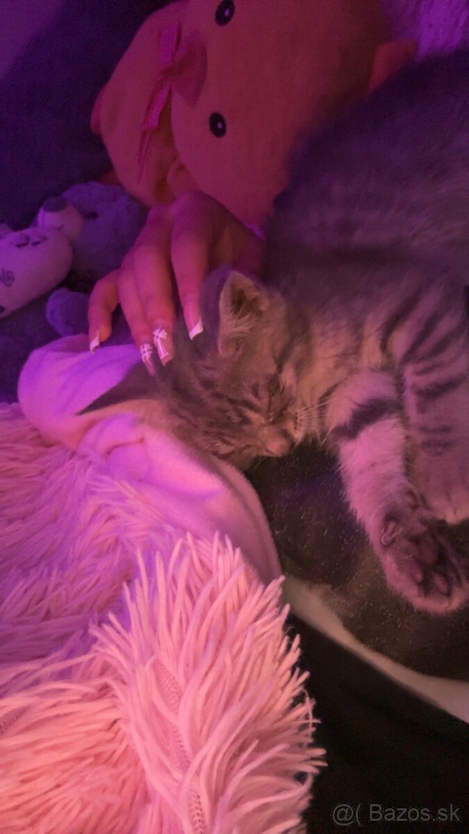 🐾domáca mačka🐾menom Oliver🐈