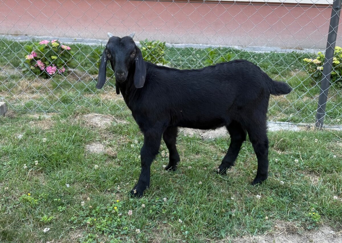 Anglonubijský capko