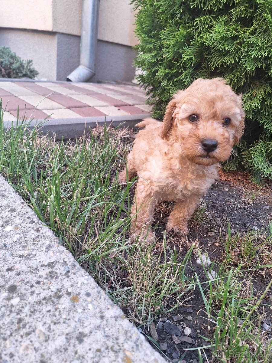 Pudel