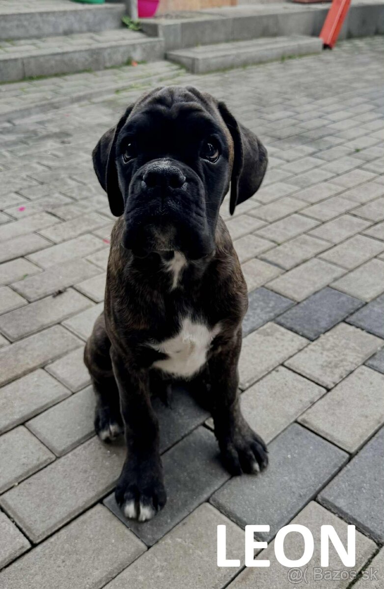 Nemecký boxer šteniatka s PP