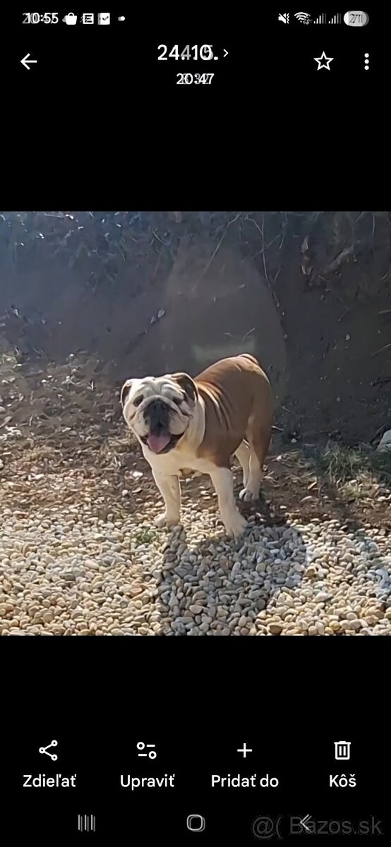 Darujem anglických buldogov