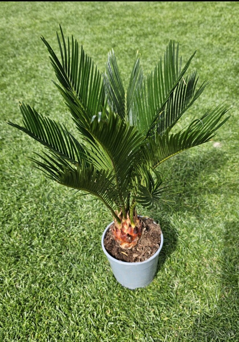 Palma č.15 Cycas