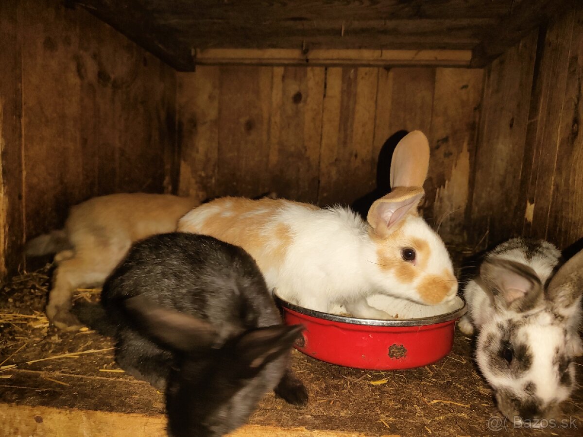 Mladé zajace na ďalší chov Akcia 8€/ks