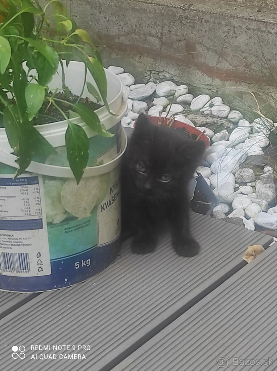 Mačička