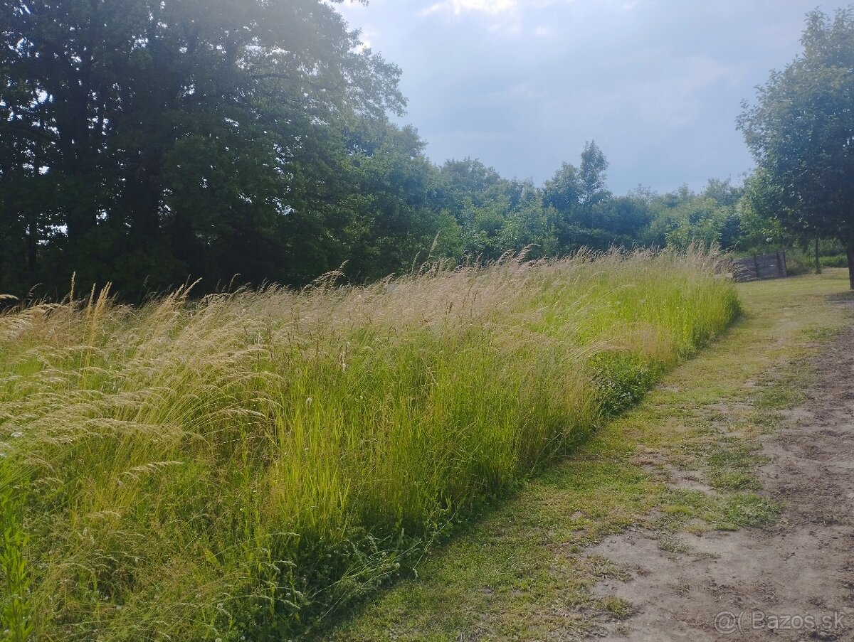TRÁVA NA POKOSENIE (SENO)