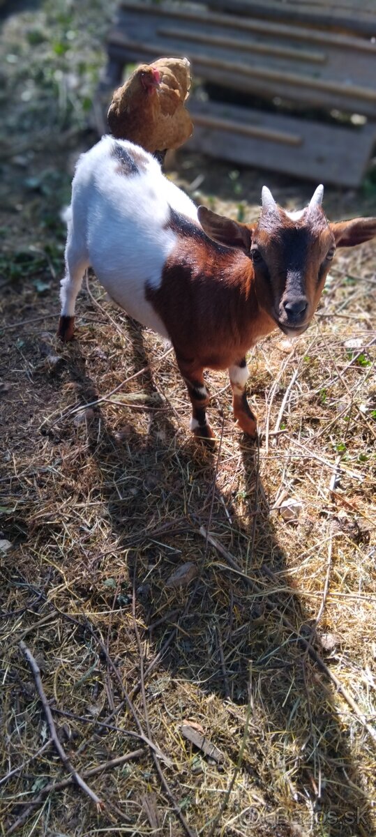 holandská mini kozička