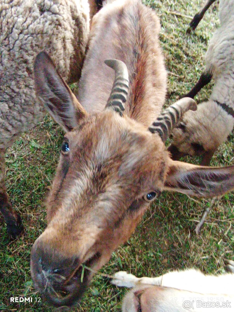 Koza