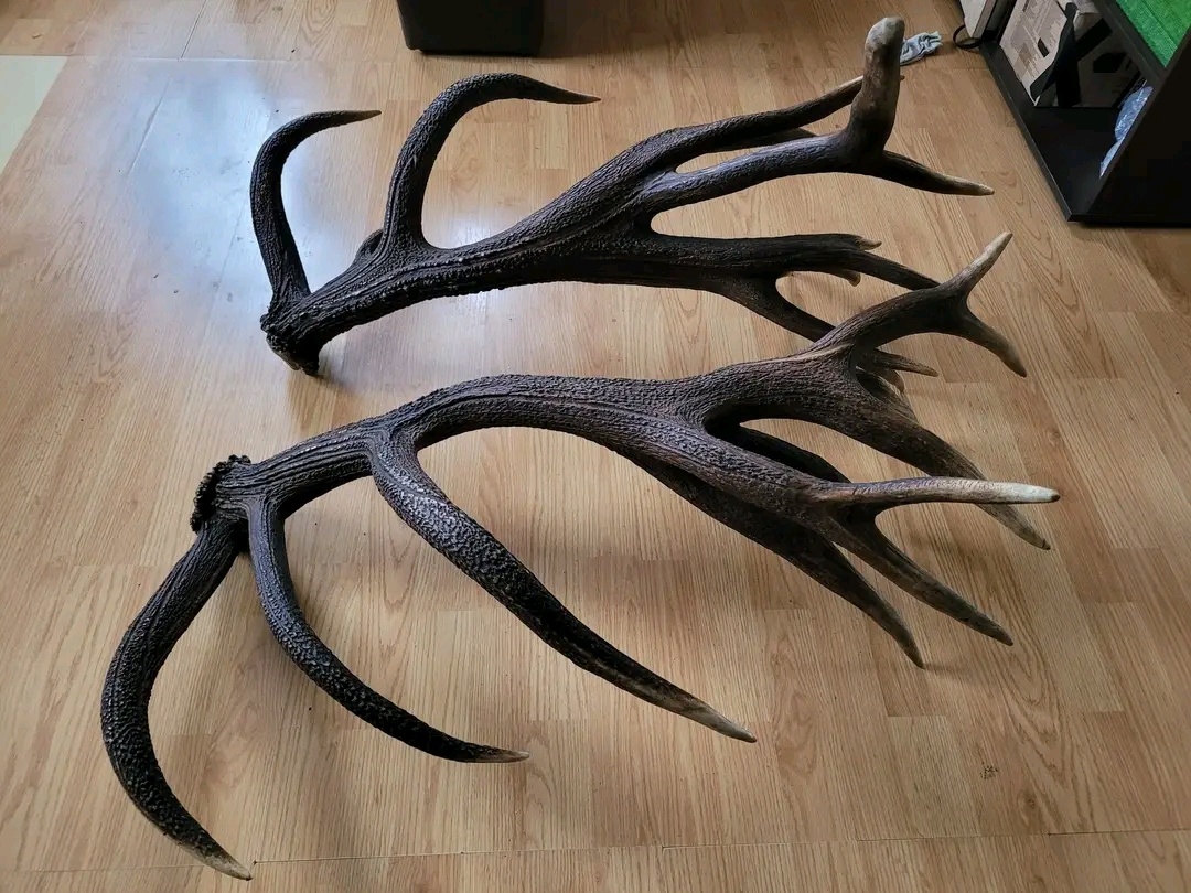 Zhody parohy jelenie 12.85kg