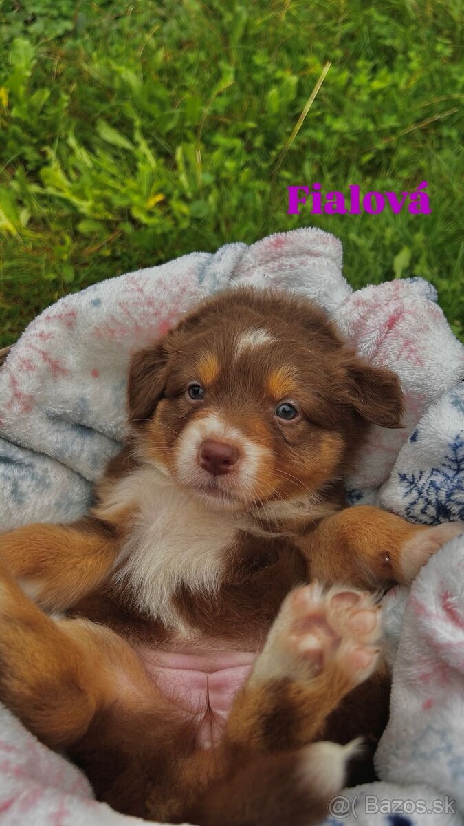 Australský ovčák bez PP