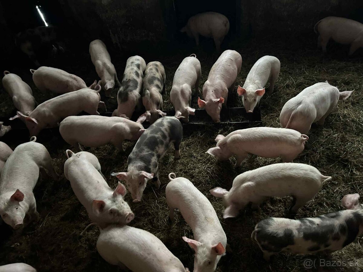 Predam prasatá- odstavcata