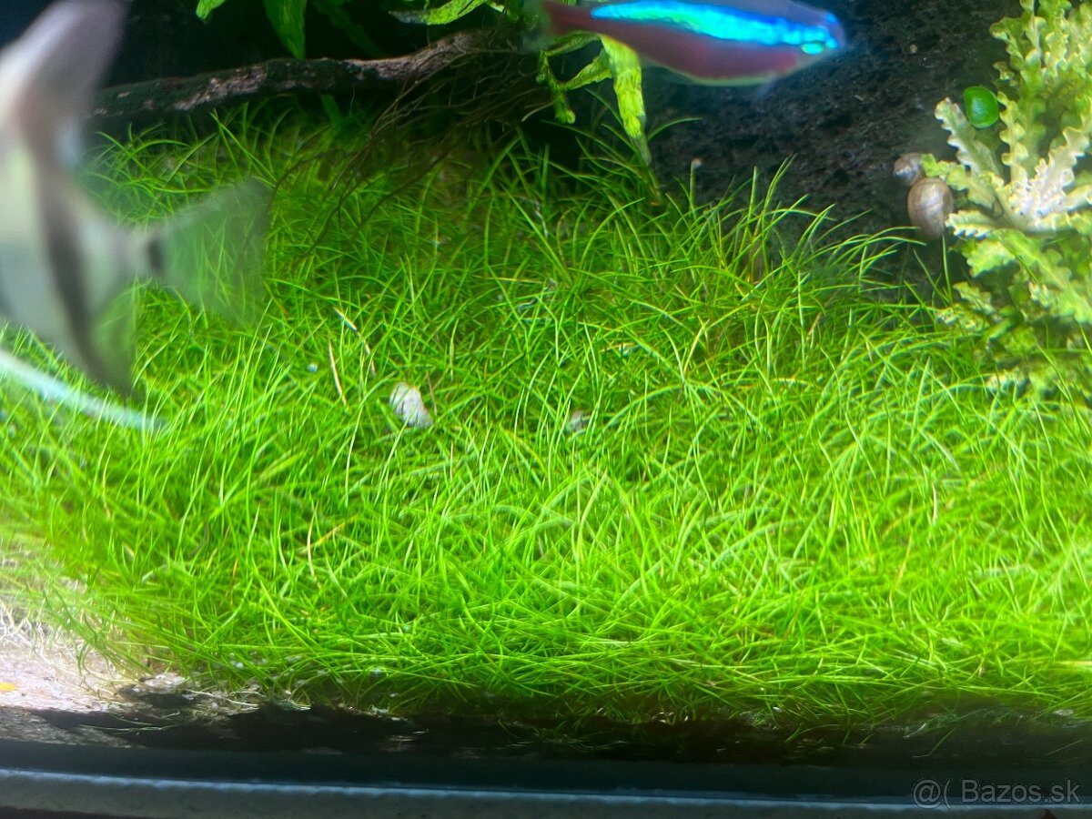 Eleocharis mini