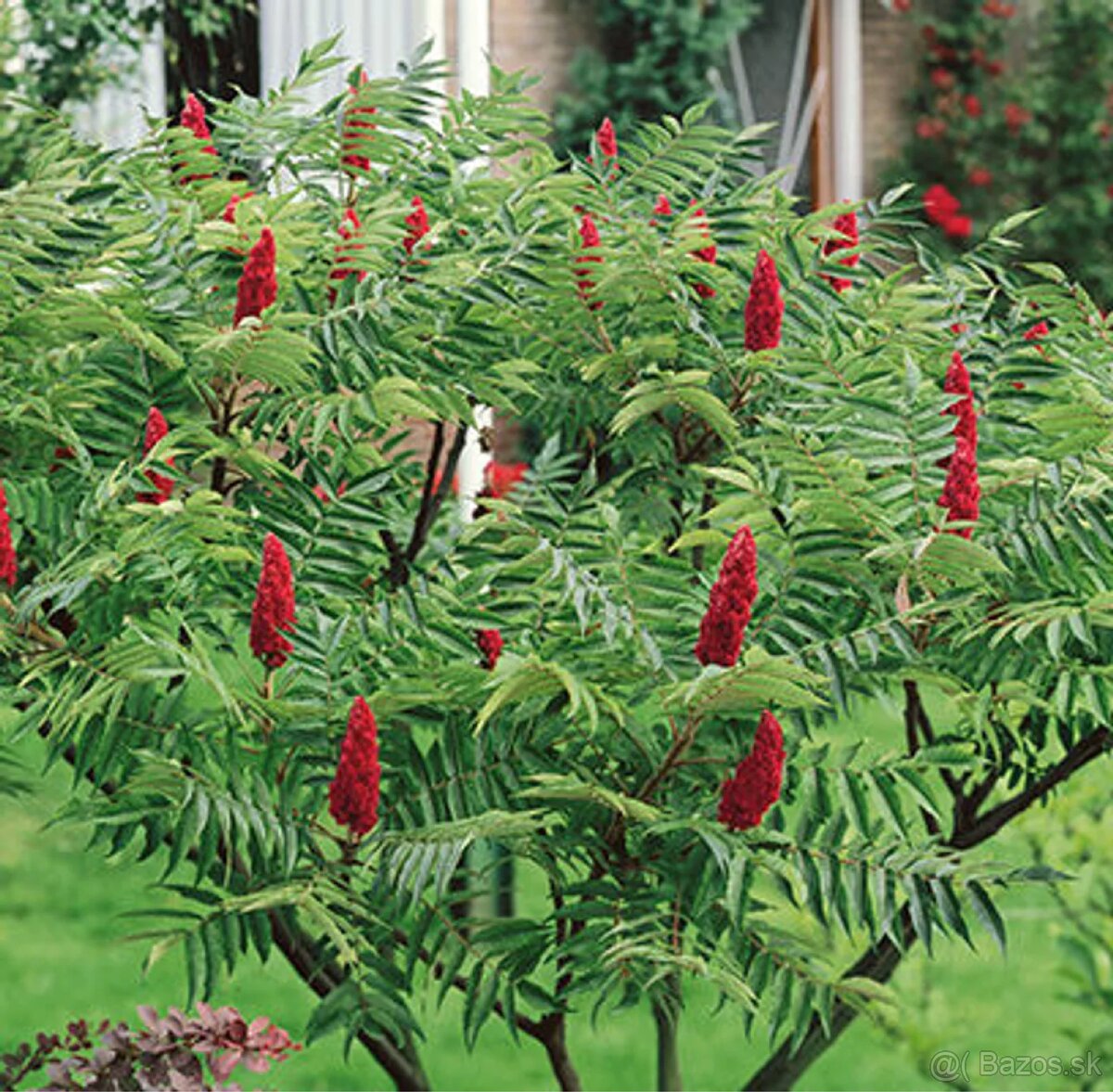 Sumach pálkový Laciniata