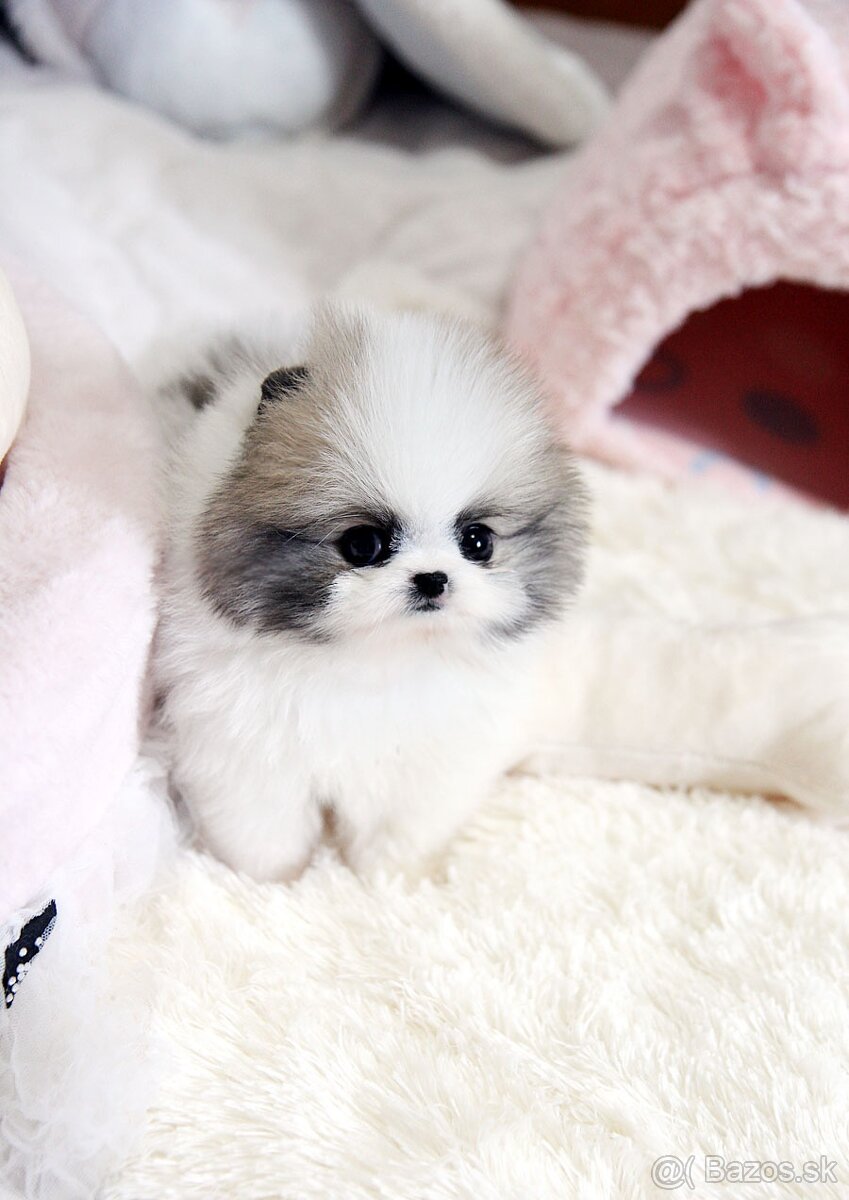 luxusné pomeranian šteniatka