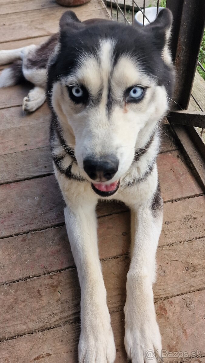 Darujem Sibírsky Husky