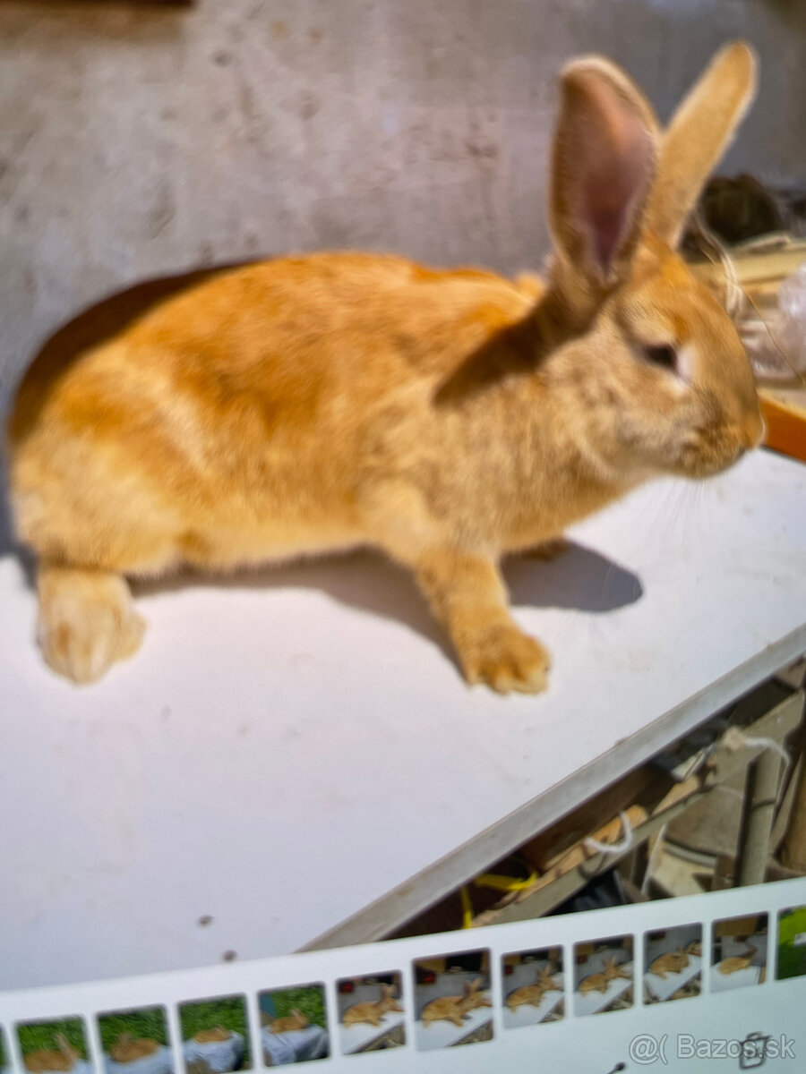 Burgundský králik