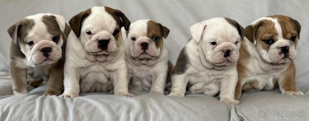 Anglicky Bulldog-steniatka