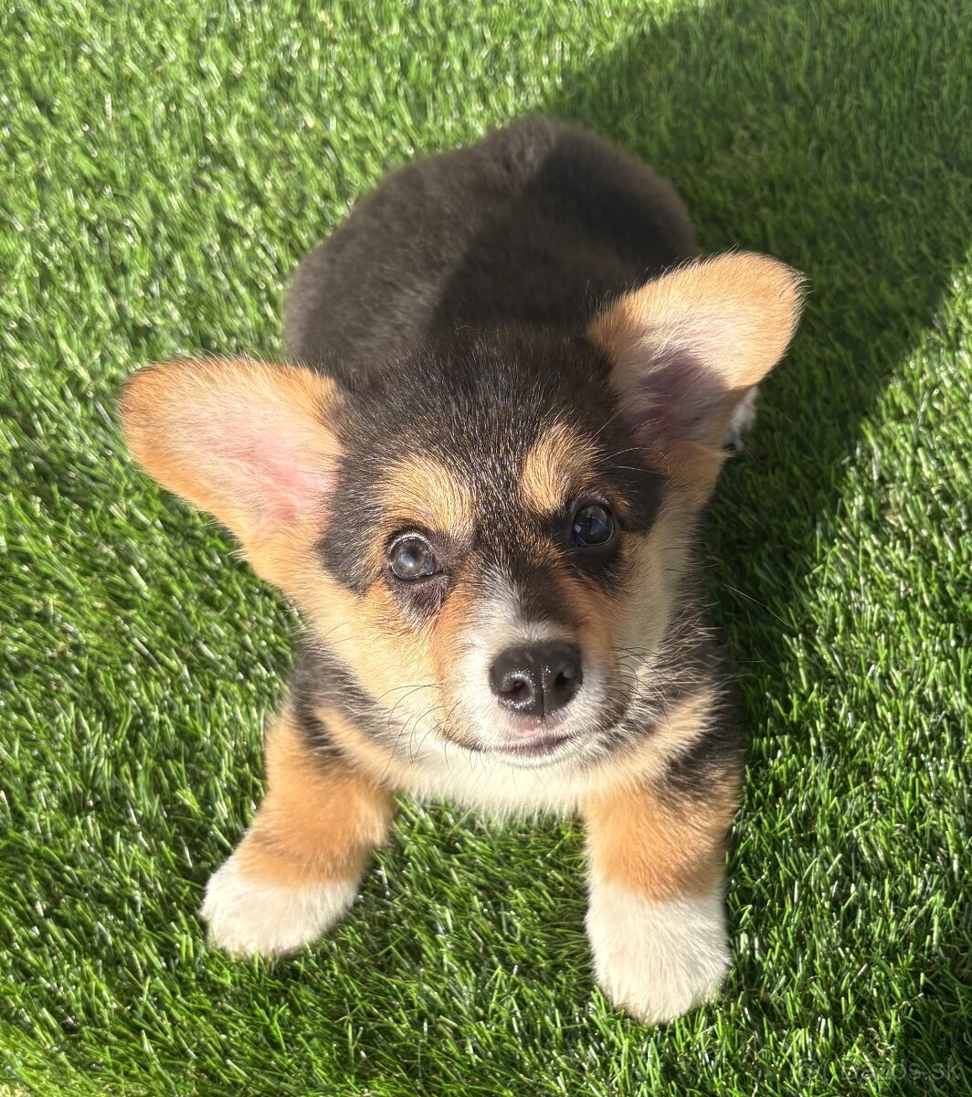 Welsh Corgi Pembroke