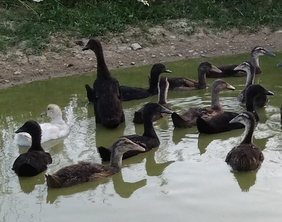 Indický bežec - mladé kačky a káčery